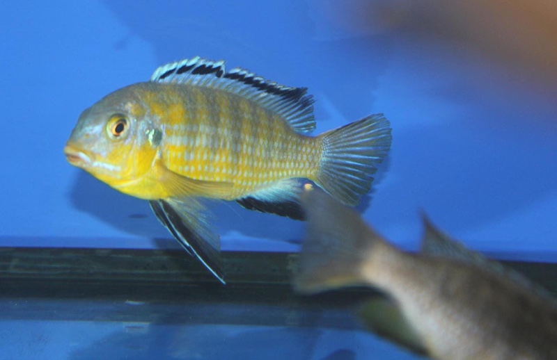 Tropheops sp. 'gome yellow' Gome Rock